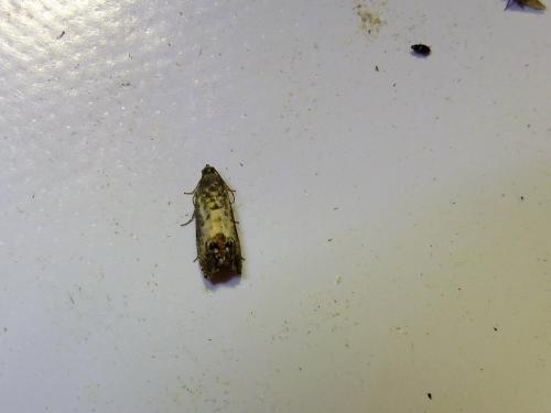 Pammene fasciana
